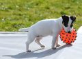 Brinquedos para Pets:  veja como eles podem ajudar no desenvolvimento do seu bichinho