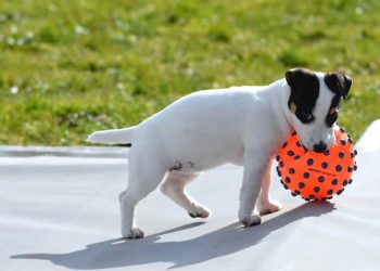 Brinquedos para Pets:  veja como eles podem ajudar no desenvolvimento do seu bichinho