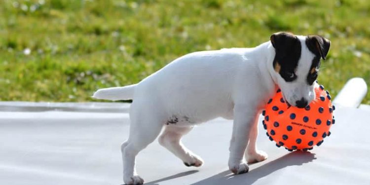 Brinquedos para Pets:  veja como eles podem ajudar no desenvolvimento do seu bichinho