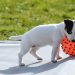 Brinquedos para Pets:  veja como eles podem ajudar no desenvolvimento do seu bichinho